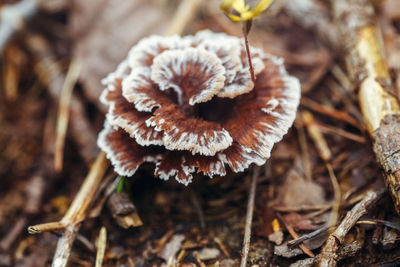 Close-up of dried mushroom growing on field