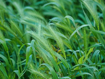 Full frame shot of a wheat field