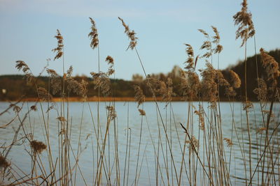 Plants growing in lake against sky