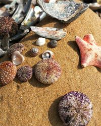 High angle view of seashells on beach