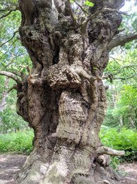 Close-up of tree trunk