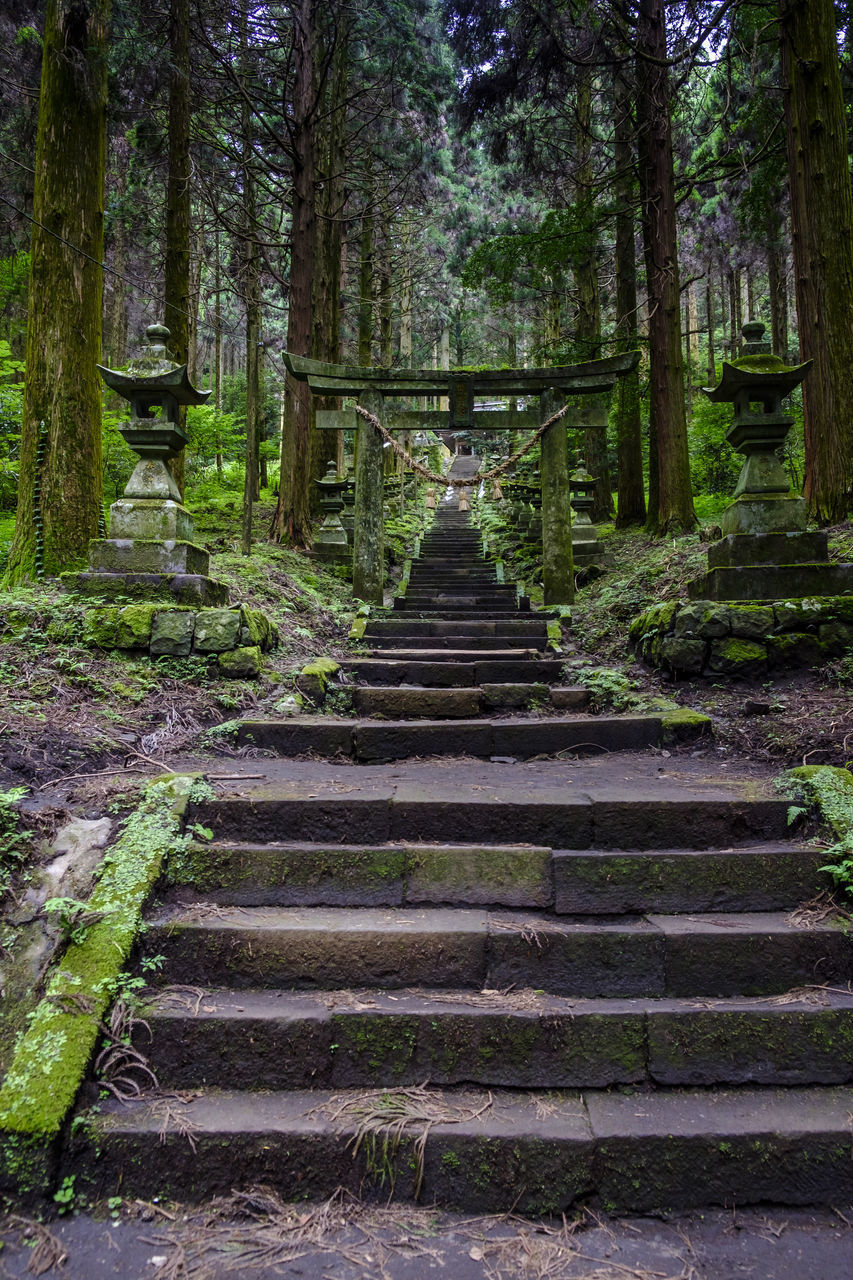 STEPS LEADING TOWARDS FOREST