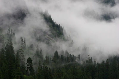 Scenic view of forest in foggy weather