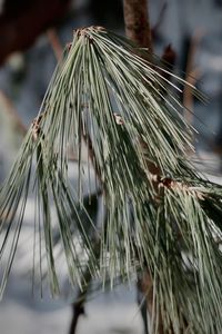 Close-up of pine tree