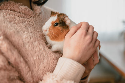 The guinea pig in the girl's arms