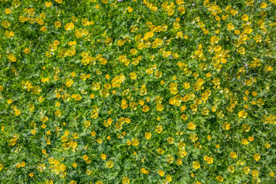 Full frame shot of yellow flowers on field