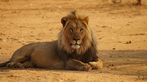 Portrait of lion relaxing on field