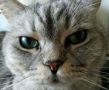 Close-up portrait of cat