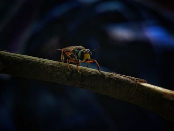 Close-up of ant on tree