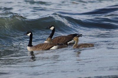 Ducks swimming in lake