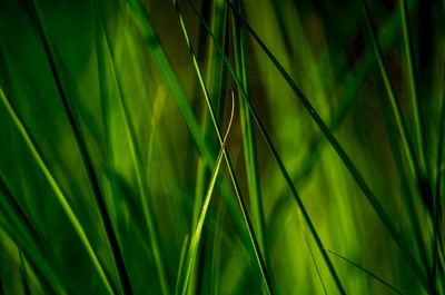 Full frame shot of bamboo plants