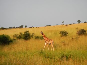 Giraffe grazing on field