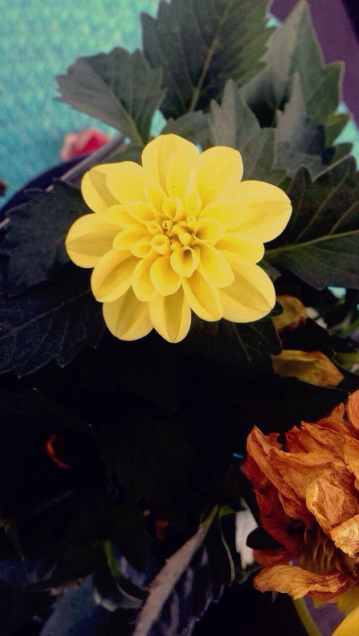 CLOSE-UP OF YELLOW FLOWER BLOOMING