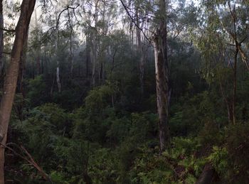 Trees in forest