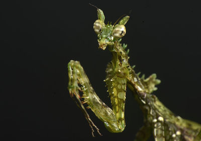 Close-up of praying against black background