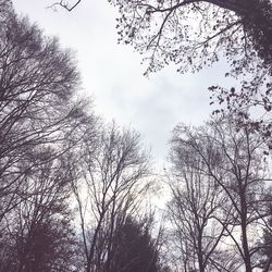 Low angle view of bare trees against sky