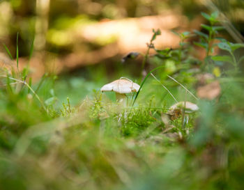 Close-up of mushroom growing on field