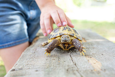 Central asian land turtle crawls on a wooden board, looks at camera.a child holds a turtle with hand