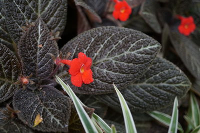 Close-up of red flowering plant