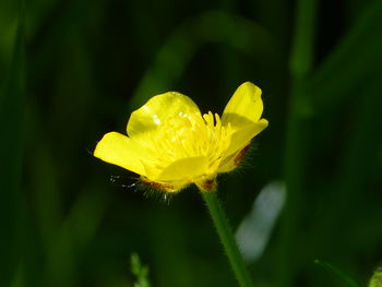 Close-up of raindrops on yellow flower