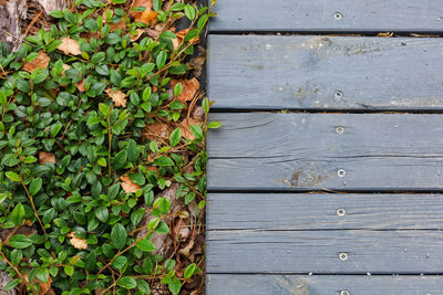 High angle view of ivy on footpath by wall