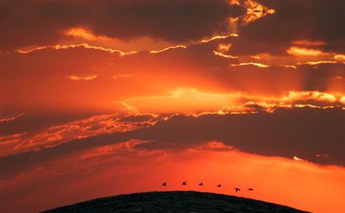 Low angle view of silhouette birds against sky during sunset