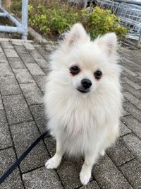 pet