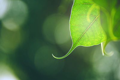 Close-up of green leaves