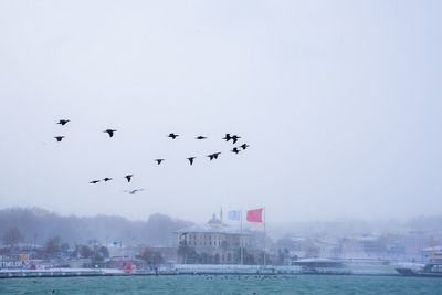 Flock of birds flying over sea against clear sky