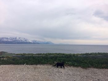 View of dog on beach against sky