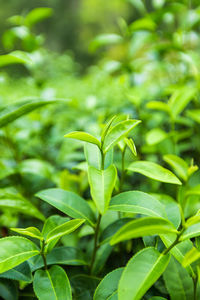 Close-up of fresh green plant