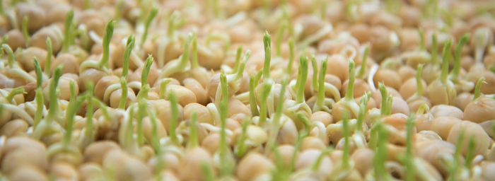 Full frame shot of white flowering plants