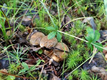 High angle view of mushrooms on field