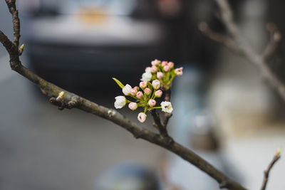 Close-up of cherry blossom