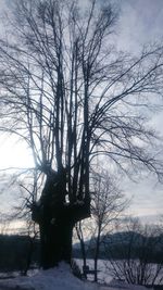 Silhouette bare trees on snow covered landscape