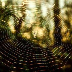 Close-up of spider web