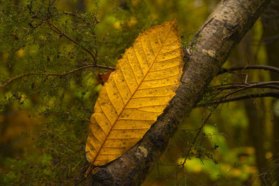 Close-up of dry leaves on tree trunk
