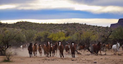 Panoramic view of horses on landscape