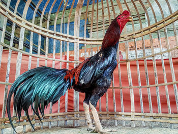 View of a bird in cage