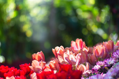 Close-up of pink flowering plants