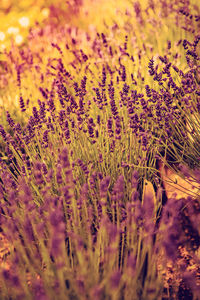 Close-up of purple flowering plants on field