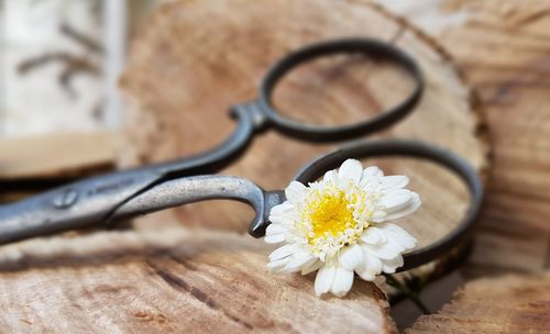 Close-up of white flower on table