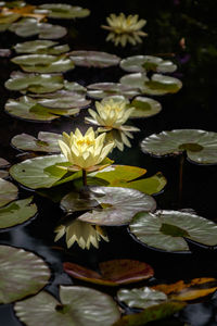 Close-up of yellow flowers