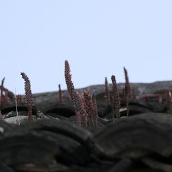 Close-up of plants against clear sky