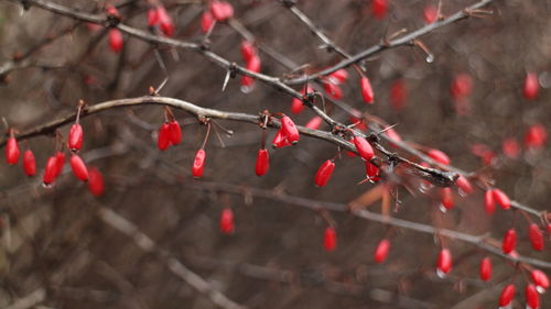 Close-up of red berries growing on tree