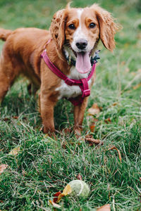 Dog running on field