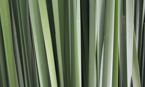 Full frame shot of palm leaf