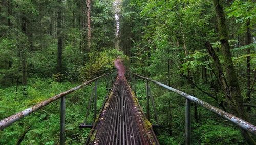 Walkway amidst trees in forest