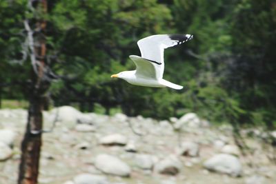 Bird against blurred background