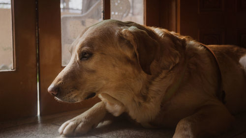 Close-up of dog looking away at home